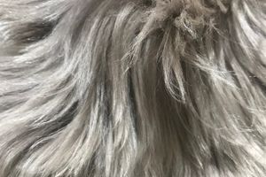 Agnello Pastore X Esterni 0419