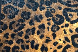 Jaguar Ridotto