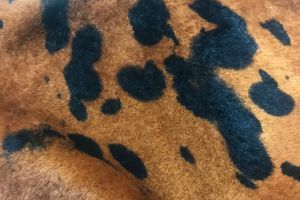 Baby Colt X Esterni Ser. Foca Nero 1 Colore 0466